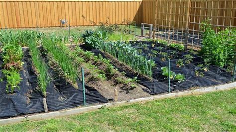 Spring Vegetable Gardening In April With Crazy Texas
