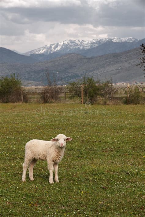 Young Sheep On A Mountains Background Stock Image Image Of Lamb