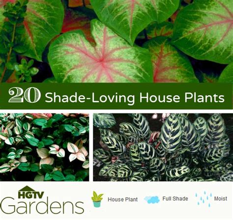 The 25 Best Full Shade Plants Ideas On Pinterest Full Shade Flowers