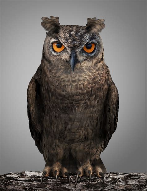 Cgi Photo Realistic Owl Renderings Imaginar