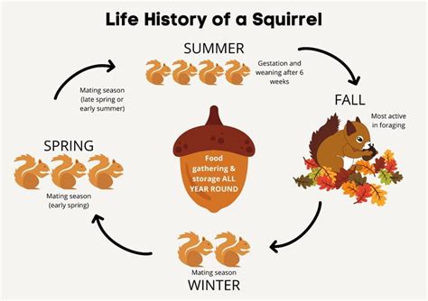 6 Signs Of A Squirrel Infestation Squirrel Control Oregon