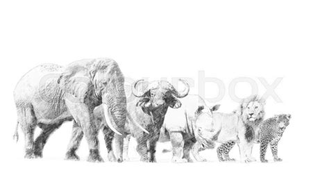 Big African Five Animal Black And Stock Image Colourbox