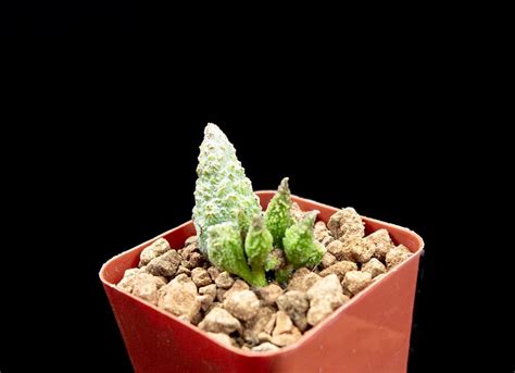 Even if it doesn't rain for a long time, the. Adromischus marianae fa. herrei - Cactus Jungle