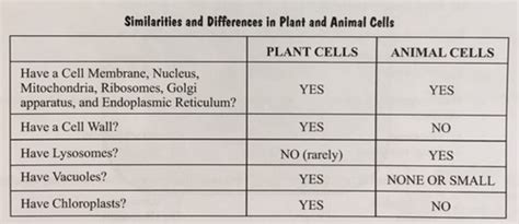 Check spelling or type a new query. 27 Animal Cell Coloring Quizlet