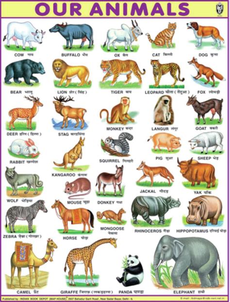 Wild Animals Chart For Kids