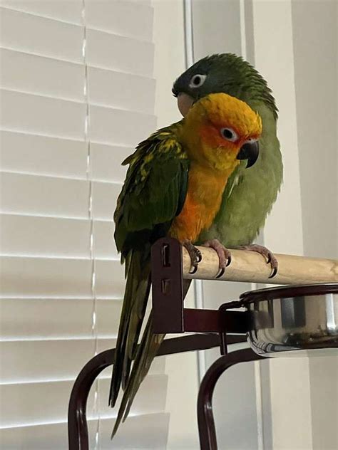 Blue Crowned And Sun Conure Bonded Pair 2 Yo