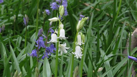 Wednesday Weed Bluebell Bug Woman Adventures In London