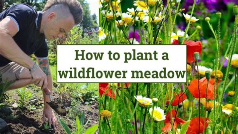 How To Create A Wildflower Meadow Wildlife Garden Design Guide