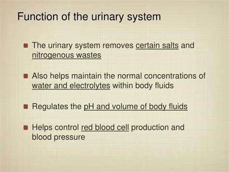 Ppt Urinary System Powerpoint Presentation Id5976313