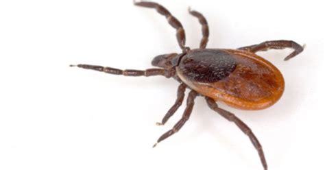 Yale Researchers Discover New Tick Borne Infection Yalenews