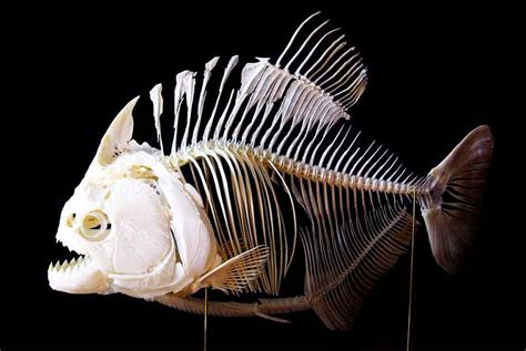 Are Piranhas Vertebrates or Invertebrates? - Piranha Guide
