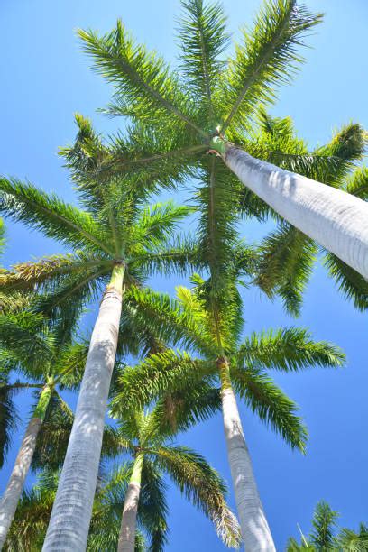 Royal Palm Tree Stock Photos Pictures And Royalty Free Images Istock