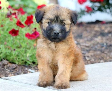Puppies would be given worming tablets, fleabtick, first shot of vaccination and all the paper work that dog. Whoodle - Mini Puppies For Sale | Puppy Adoption ...