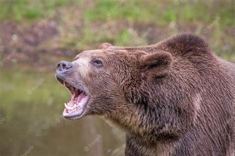 Premium Photo Grizzly Bear Roaring
