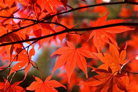 Japanese Maple Tree Species Tree Topics
