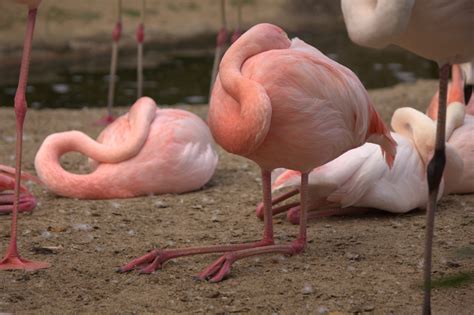 Sleeping flamingo with bent legs - cc0.photo