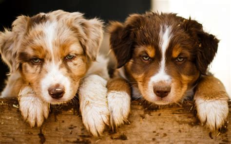 Download Wallpaper For 1366x768 Resolution Two Dogs Animals