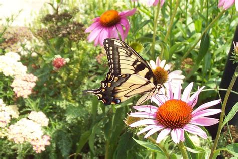 Papilio Glaucas Tiger Swallowtail Butterfly On An Echina Flickr