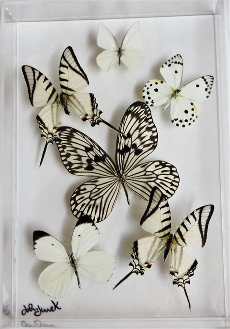 Butterfly Displays Mounted Butterflies Framed Butterflies Etsy In