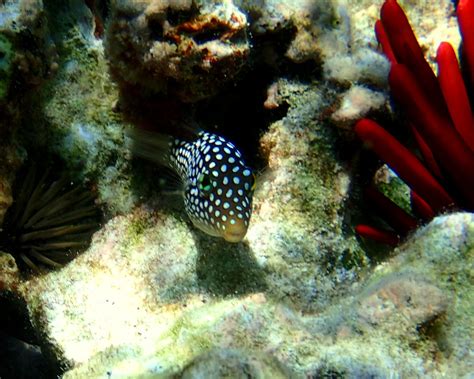 Hawaiian White Spotted Toby Pufferfish Canthigaster Jacta Flickr