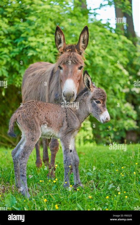 Domestic Donkey Equus Asinus Asinus Mother With Her 8 Hour Old