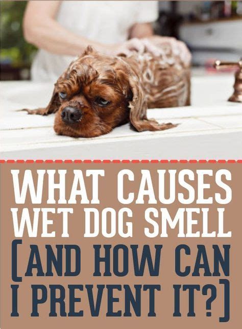 What Causes Wet Dog Smell And How Can I Prevent It Dog Smells Pet