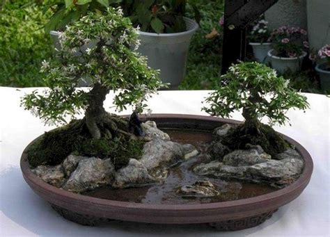 12 Incredible Bonsai Plant Ideas As Your Garden Home Inspiration Mini