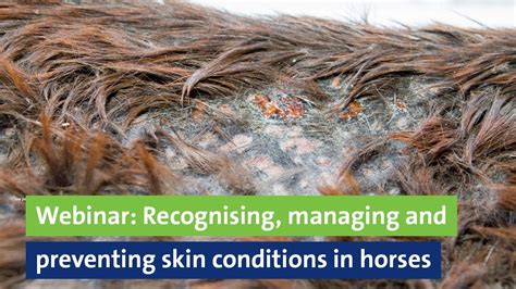 Webinar Recognising Managing And Preventing Skin Conditions In Horses