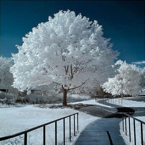 Pin By Fluff N Buff On Winter Is My Heaven Tree Photography Winter