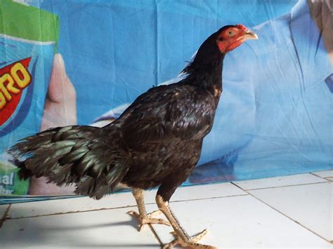 Gambar ayam, lele, bebek, sudah biasa kita lihat di spanduk warung makan kaki lima, jika anda belum pernah tau cara. Umur 11 Bulan.