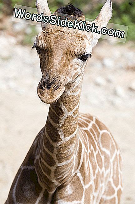Big Baby Giraffe Calf Geboren In Atlanta Zoo 2023 Dieren