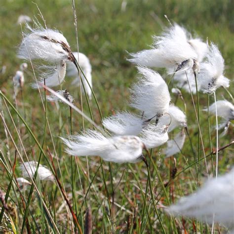 Eriophorum Angustifolium Common Cotton Grass Pond From Pond Planet