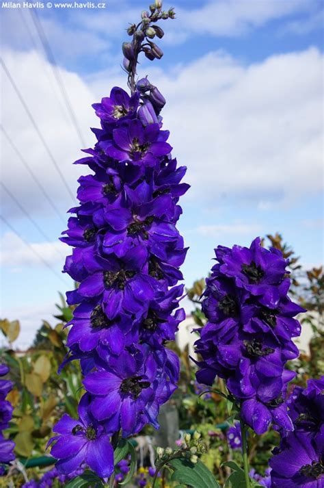 Like the flower names, gemstone names can also be exotic and are in trend. Delphinium (Elatum Group) 'M.F. Dark Blue/Dark Bee ...