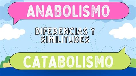 Diferencias Entre Anabolismo Y Catabolismo