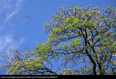 We did not find results for: Akazienbaum mit Samen - Stockfoto - #5668737 | Bildagentur ...