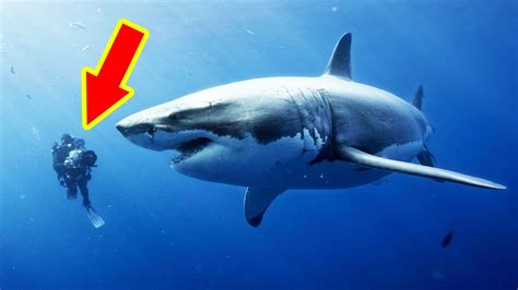 The Biggest Sharks Ever Caught Top 10 Youtube