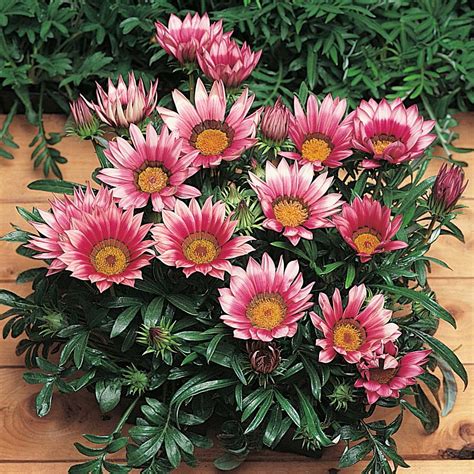 Gazania /ɡəˈzeɪniə/ is a genus of flowering plants in the family asteraceae, native to southern africa. Dream Garden: Gazânia Sortida