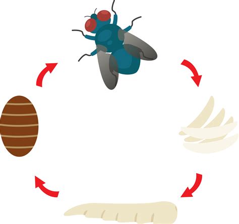 Illustration Life Cycle Housefly 29102105 Png