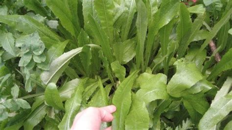 Find Edible Weeds In Your Garden Green Prophet