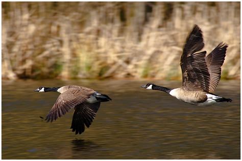 Im gegensatz zur stockente können sie im spiel (noch) nicht auf dem wasser landen. Kanadagänse im Flug (Forum für Naturfotografen)