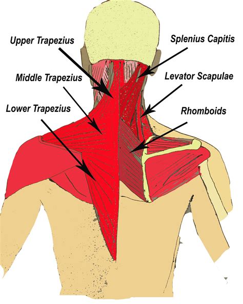 Shoulder The Pain No More Effective Treatments For Levator Scapulae