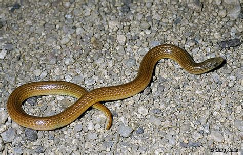 Variable Sand Snake Chilomeniscus Stramineus