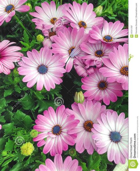 Colorful Display Of Cape Marguerite Daisy Flowers Stock