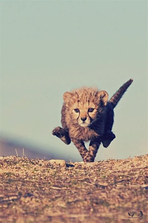 Baby Cheetah Running Aww