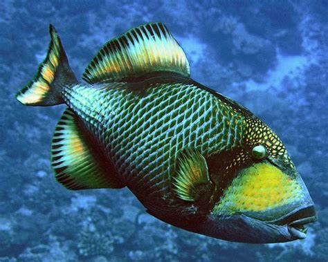 Titan Triggerfish Fishes World Hd Images And Free Photos