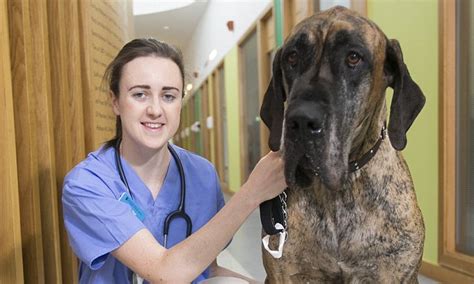 And my wife had had the same job for 18 years. British track star Laura Muir on her dreams of being a vet ...