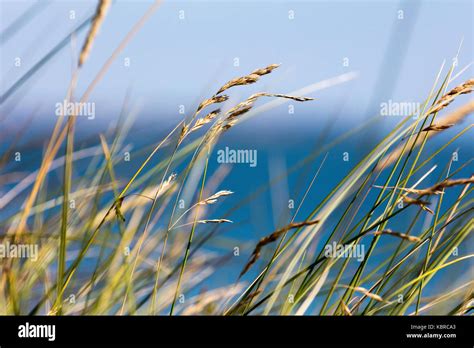 Coastal Grasses Suffolk Stock Photo Alamy