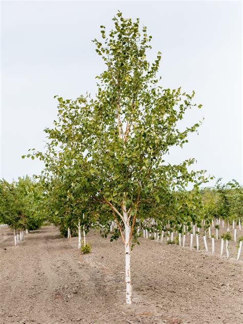 Single Stem Paper Birch Jeffries Nurseries