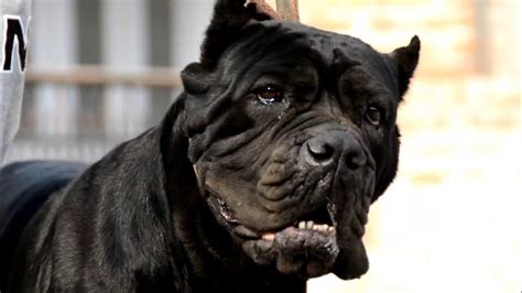Cane Corso 730 Psi Bite Force Strongest Dog Breed In World Royal