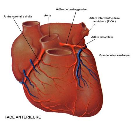 Anatomie De La Vascularisation Cardiaque